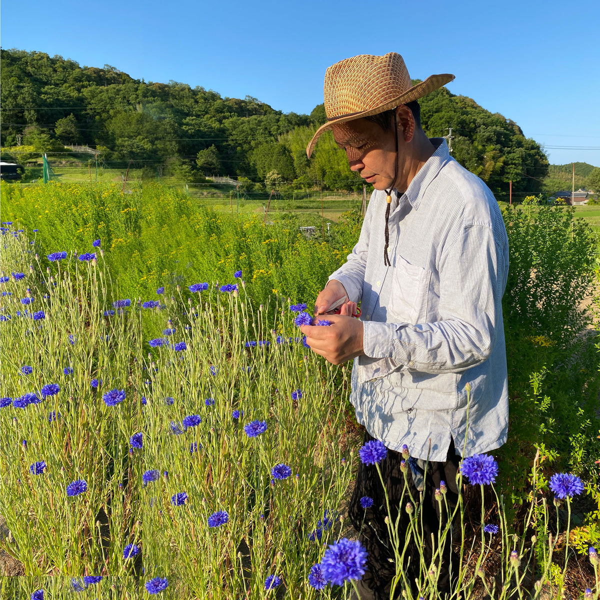 【店主の実家】みつがの本草園・ハーブティー4袋セット（ミニ植物図鑑付き）